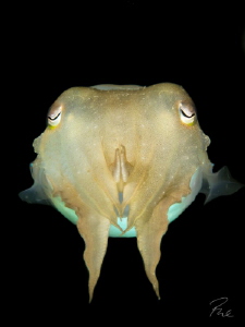 Juvenile Cuttle fish by Philippe Eggert 